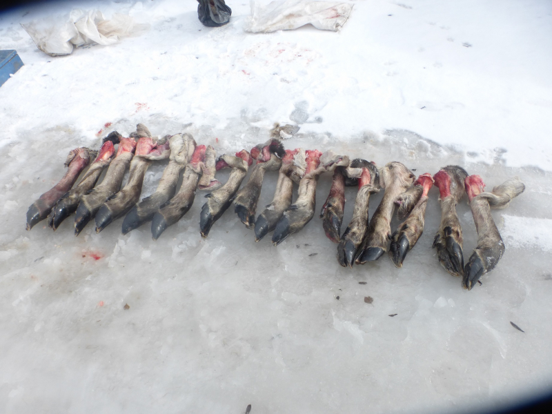 В Пинежском районе браконьер-рецидивист застрелил четырёх самок лося